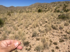 Muhlenbergia setifolia