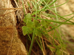 Cystopteris tasmanica