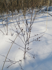 Betula fruticosa