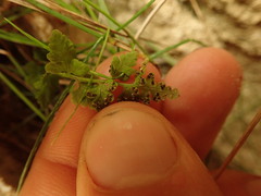 Cystopteris tasmanica