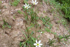 Poaceae