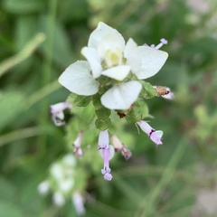 Syncolostemon bracteosus