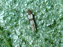 Parthenothrips dracaenae