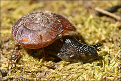 Tasmaphena lamproides