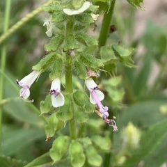 Syncolostemon bracteosus