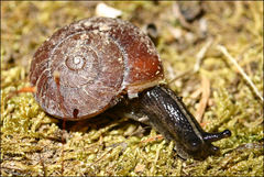 Tasmaphena lamproides