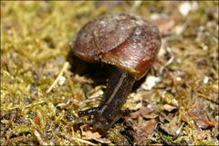 Tasmaphena lamproides