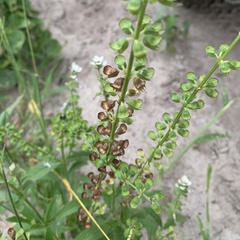 Syncolostemon bracteosus