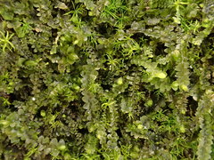 Jungermannia atrovirens