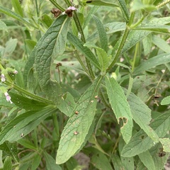 Syncolostemon bracteosus
