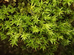 Hydrogonium croceum