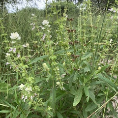 Syncolostemon bracteosus