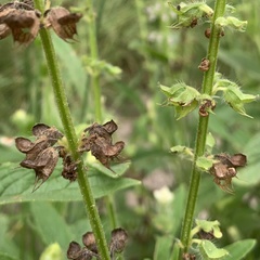Syncolostemon bracteosus
