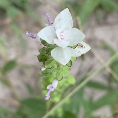 Syncolostemon bracteosus