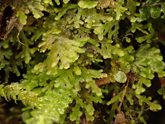 Riccardia multifida