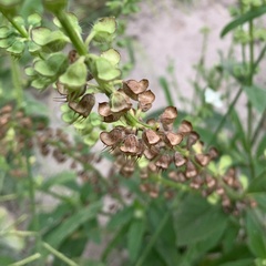 Syncolostemon bracteosus