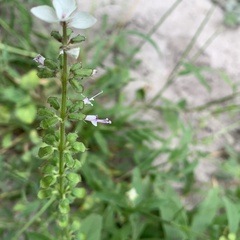 Syncolostemon bracteosus