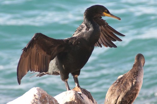 European Shag