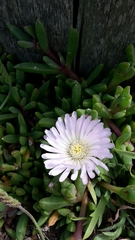 Disphyma australe australe