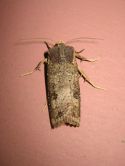 Xylena formosa