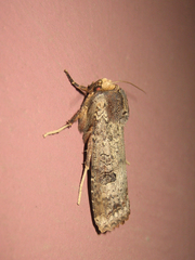 Xylena formosa