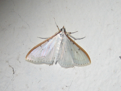 Palpita nigropunctalis