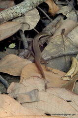 Sphenomorphus dussumieri