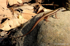 Sphenomorphus dussumieri