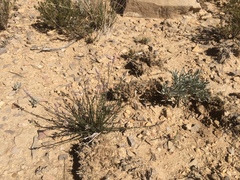 Polygala scoparioides
