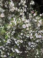 Eucryphia milliganii