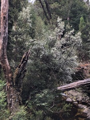 Eucryphia milliganii