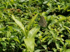 Leptotes plinius plinius