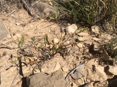 Chamaesaracha pallida