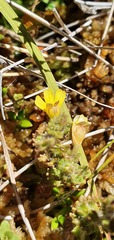 Euphrasia cockayneana