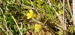 Euphrasia cockayneana
