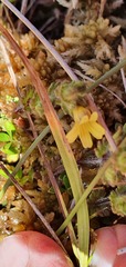 Euphrasia cockayneana