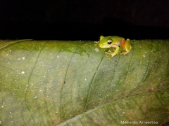 Duellmanohyla ignicolor