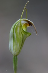 Pterostylis atrans