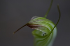 Pterostylis atrans
