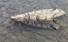 Dendroleon speciosus