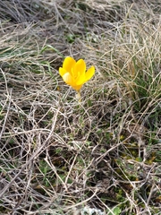 Crocus olivieri olivieri