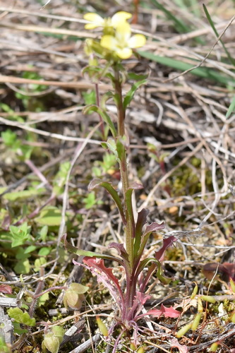 Erysimum repandum iNat (3)