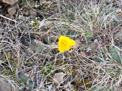 Crocus olivieri olivieri