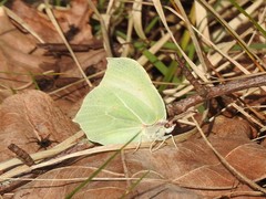 Gonepteryx rhamni