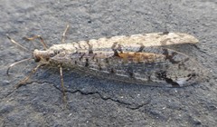 Dendroleon speciosus