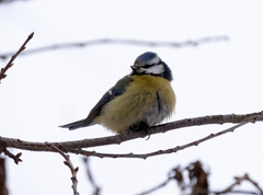 Cyanistes caeruleus