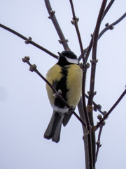 Parus major