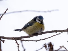 Cyanistes caeruleus
