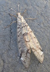 Dendroleon speciosus