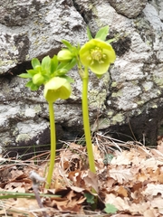 Helleborus cyclophyllus